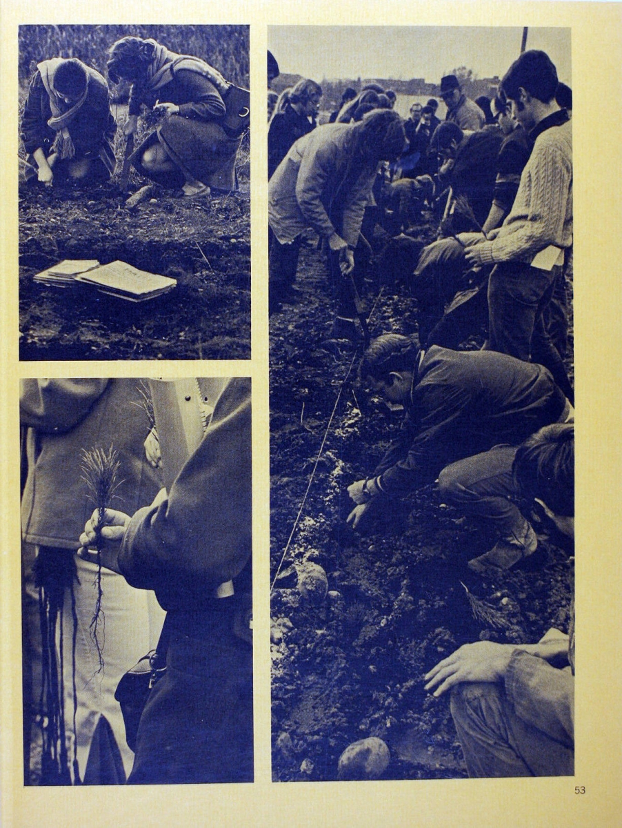 UW students planting trees in 1970